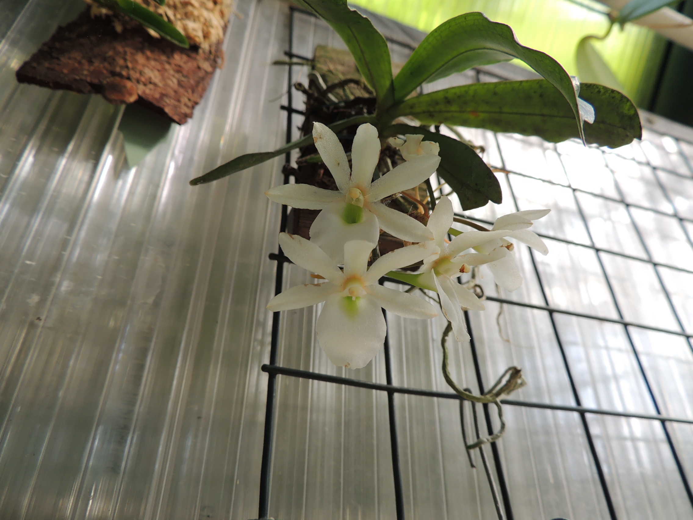 Aerangis spiculata x Eurychone rothschildiana DSCN3676